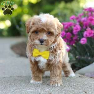 Brady, Cavapoo Puppy